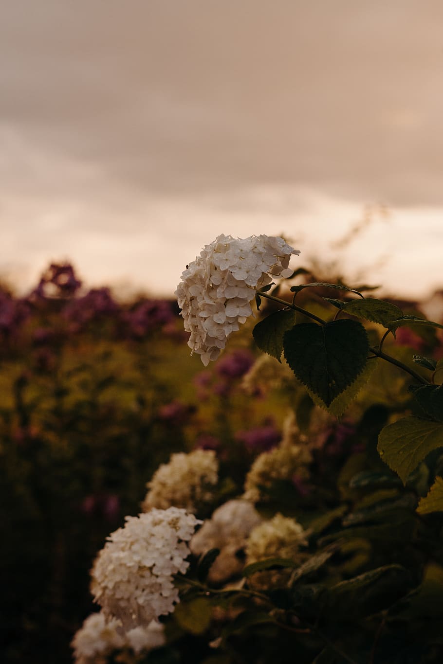 White Clustered Flowers, beautiful, blossom, blur, clouds, clusters HD wallpaper