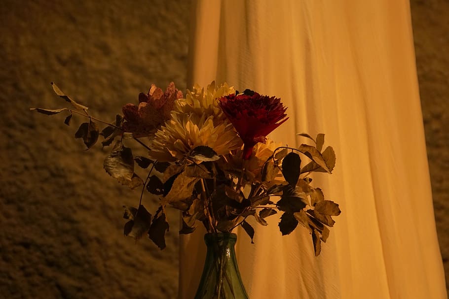 chile, casablanca, flower, flowering plant, fragility, vulnerability HD wallpaper