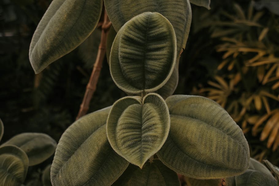 leaf, plant, tree, annonaceae, vegetation, veins, flower, blossom HD wallpaper