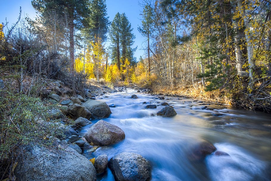 Scenic View of Trees in Forest, flow, nature, rocks, stream, water HD wallpaper