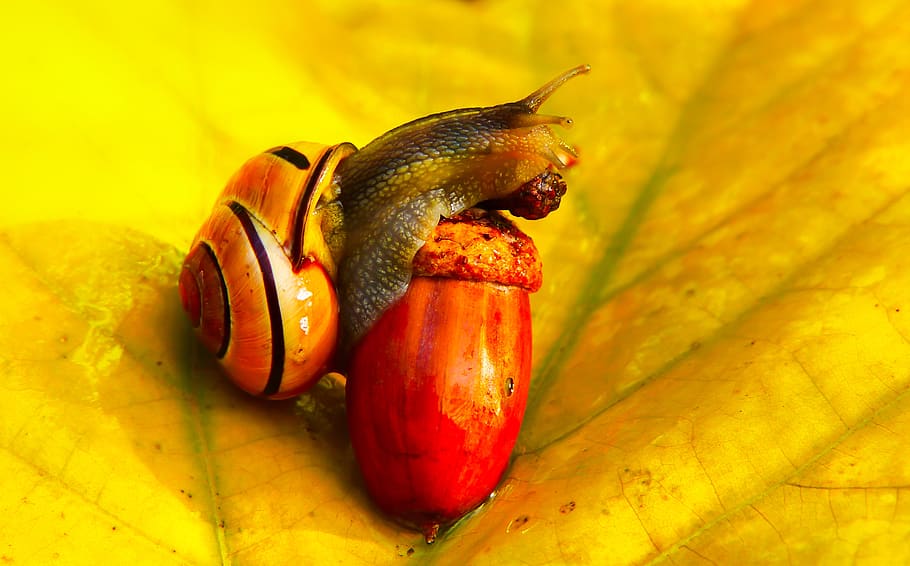 snail holding nut, food and drink, healthy eating, close-up, fruit HD wallpaper