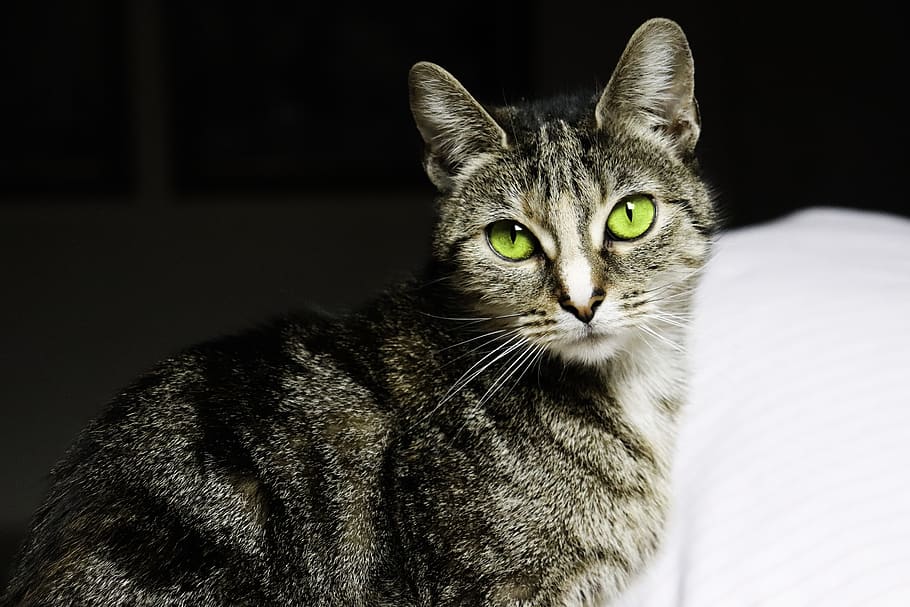 cat, pet, kitten, animals, lion, portrait, domestic cat, animal world HD wallpaper