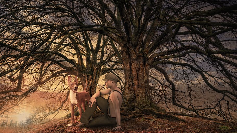 man, dog, friends, tree, human, nature, wood, sunset, forest HD wallpaper