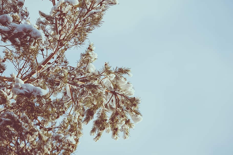 green leaf tree during daytime, nature, outdoors, ice, snow, frost HD wallpaper