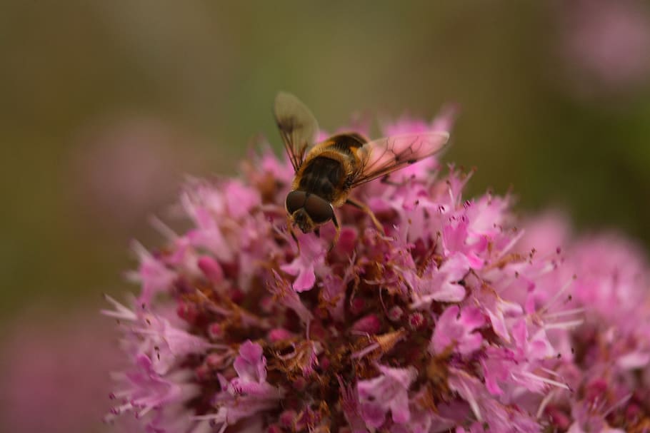 bee, pollen, flower, bloom, insect, nectar, blossom, nature HD wallpaper
