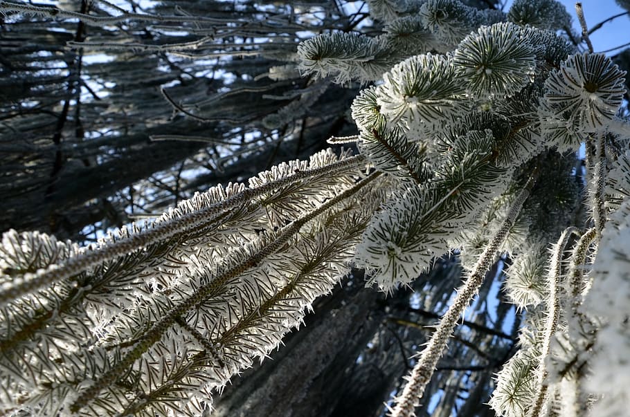 frost, winter, cold, frozen, nature, ice, crystals, tree, needle, HD wallpaper