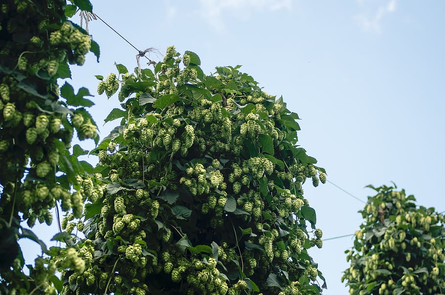 hops, ingredient, source, beer, local, upstate, new york, farm HD wallpaper