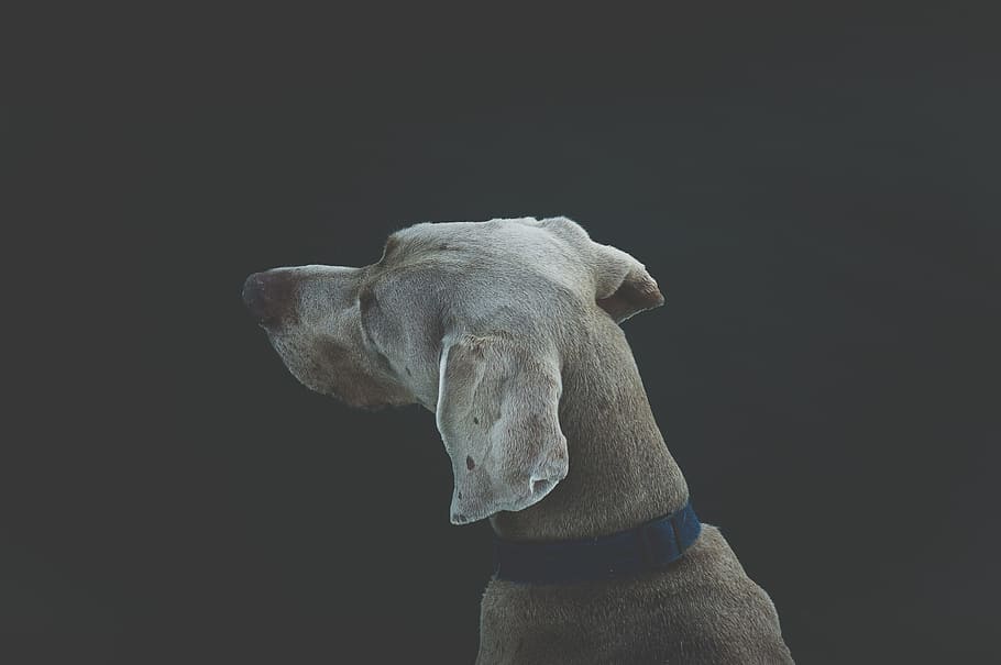black, dogs, gray, mammal, studio shot, black background, canine HD wallpaper