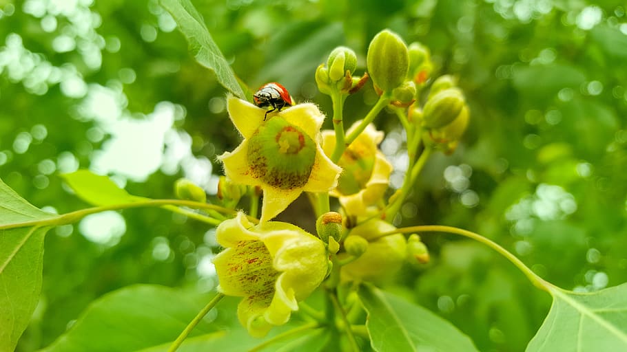 ladybug, green, nature, red, insect, spring, leaf, plant, beetle HD wallpaper
