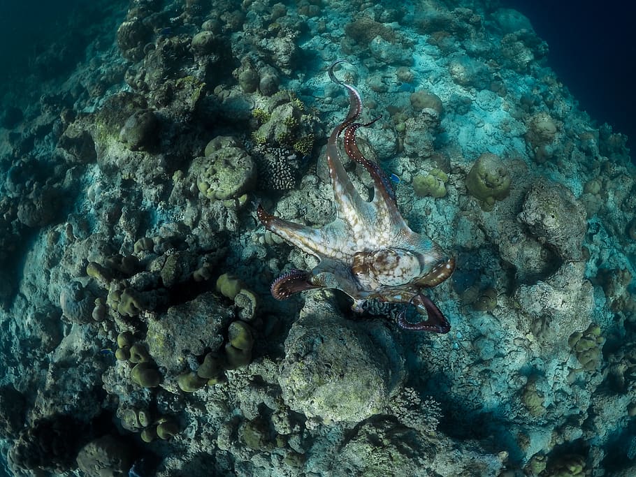 octopus crawling on corals, underwater, undersea, animals in the wild HD wallpaper