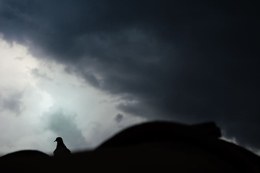 bird, black and white, sad, cloud - sky, silhouette, animal themes HD wallpaper