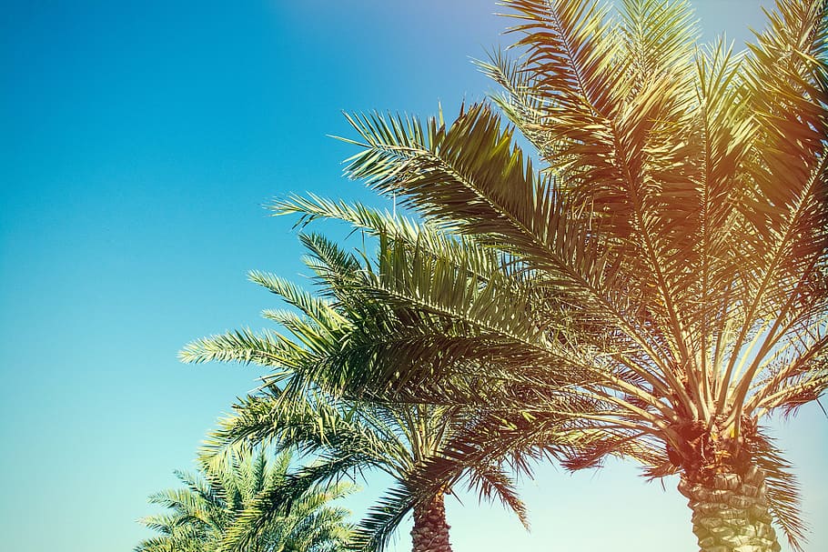 palm, tree, plant, nature, blue, sky, sunny, palm tree, tropical climate HD wallpaper