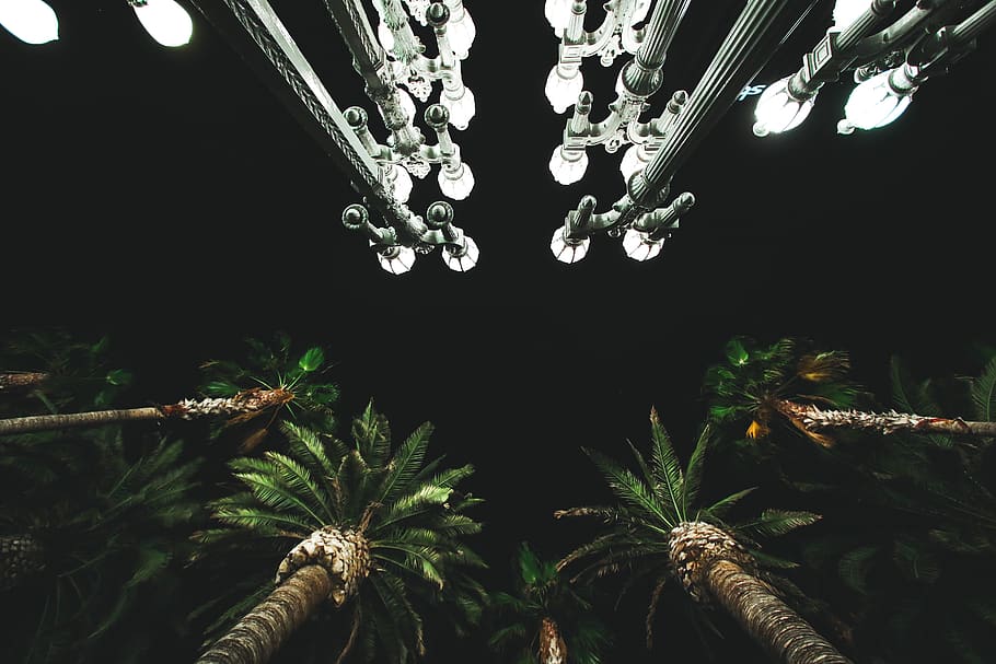HD wallpaper: Palm Tree, backlit, dark, environment, exotic, light, nature