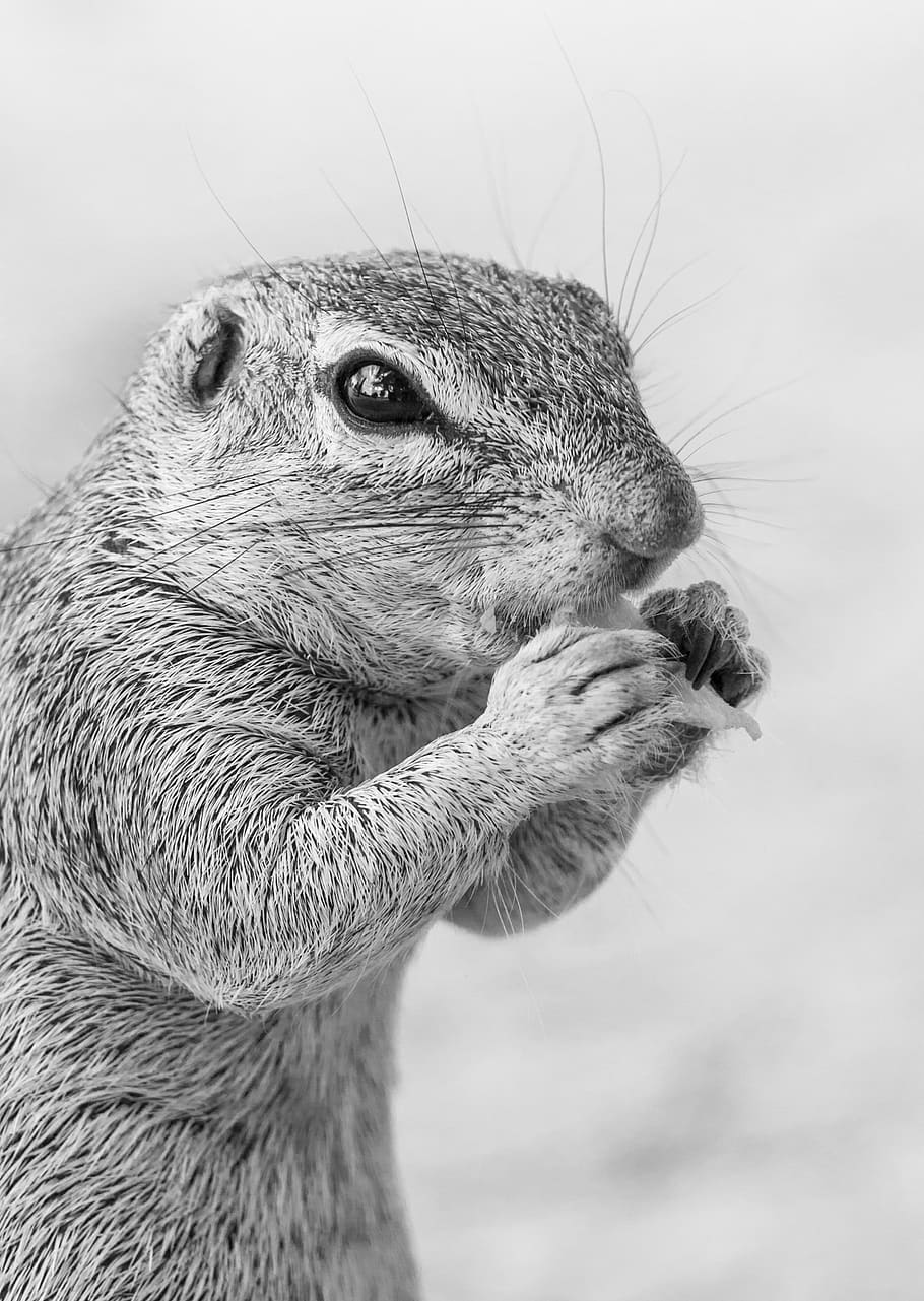 ground squirrel feeding, portrait, head, face, head shot, eye, HD wallpaper