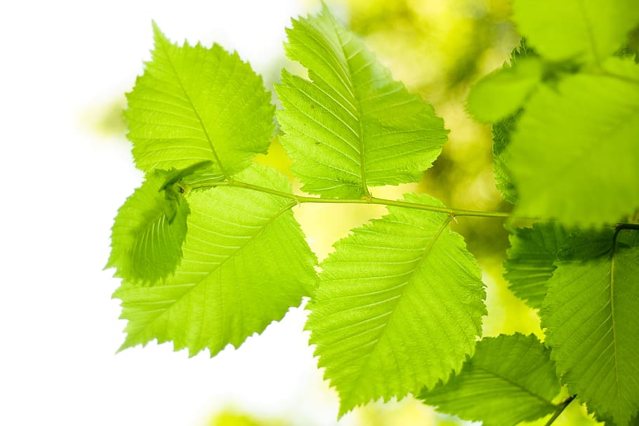 branch, decoration, leaf, leavs, leaves, laeves, leavse, white HD wallpaper