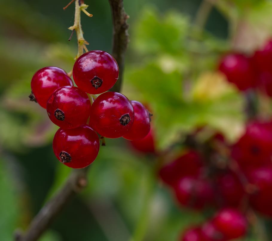 currant, summer, fruit, red, healthy, garden, delicious, ripe HD wallpaper