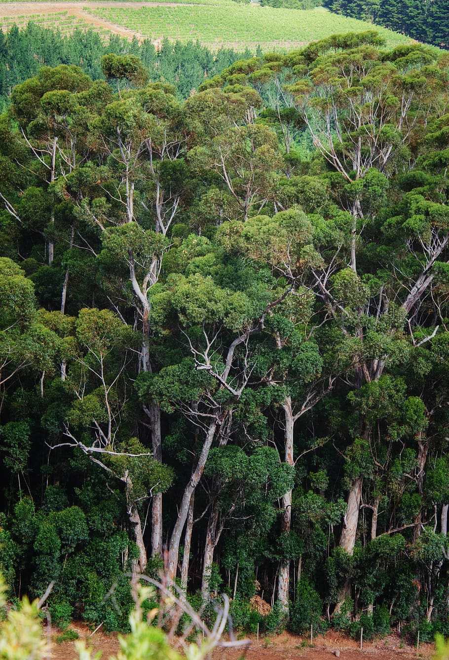 forest, bluegum, trees, eucalyptus, outdoors, trunks, white, HD wallpaper