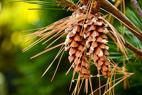 tap, pine cones, strobilus, seeds, needles, conifer, softwood HD wallpaper