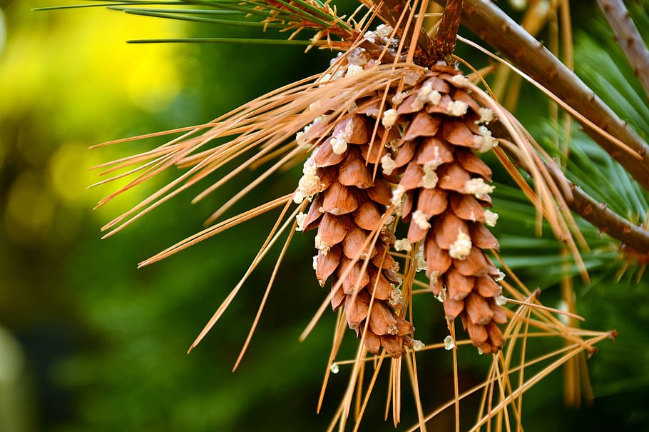 tap, pine cones, strobilus, seeds, needles, conifer, softwood HD wallpaper