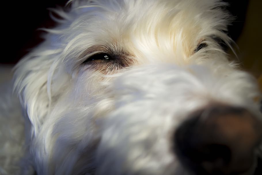 dog, face, white, domestic, pets, domestic animals, mammal HD wallpaper