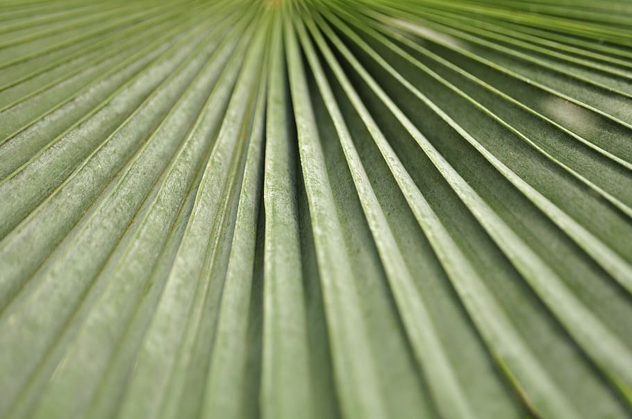 Green Leaf, close-up, fern, frond, nature, plant, texture, full frame HD wallpaper