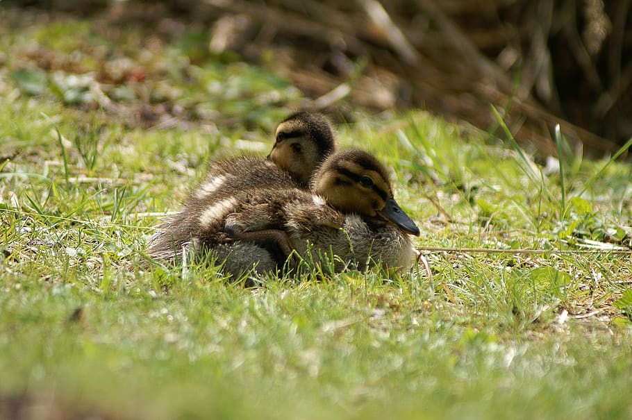 ducks, nature, brown, grass, bookeh, animal wildlife, animal themes HD wallpaper