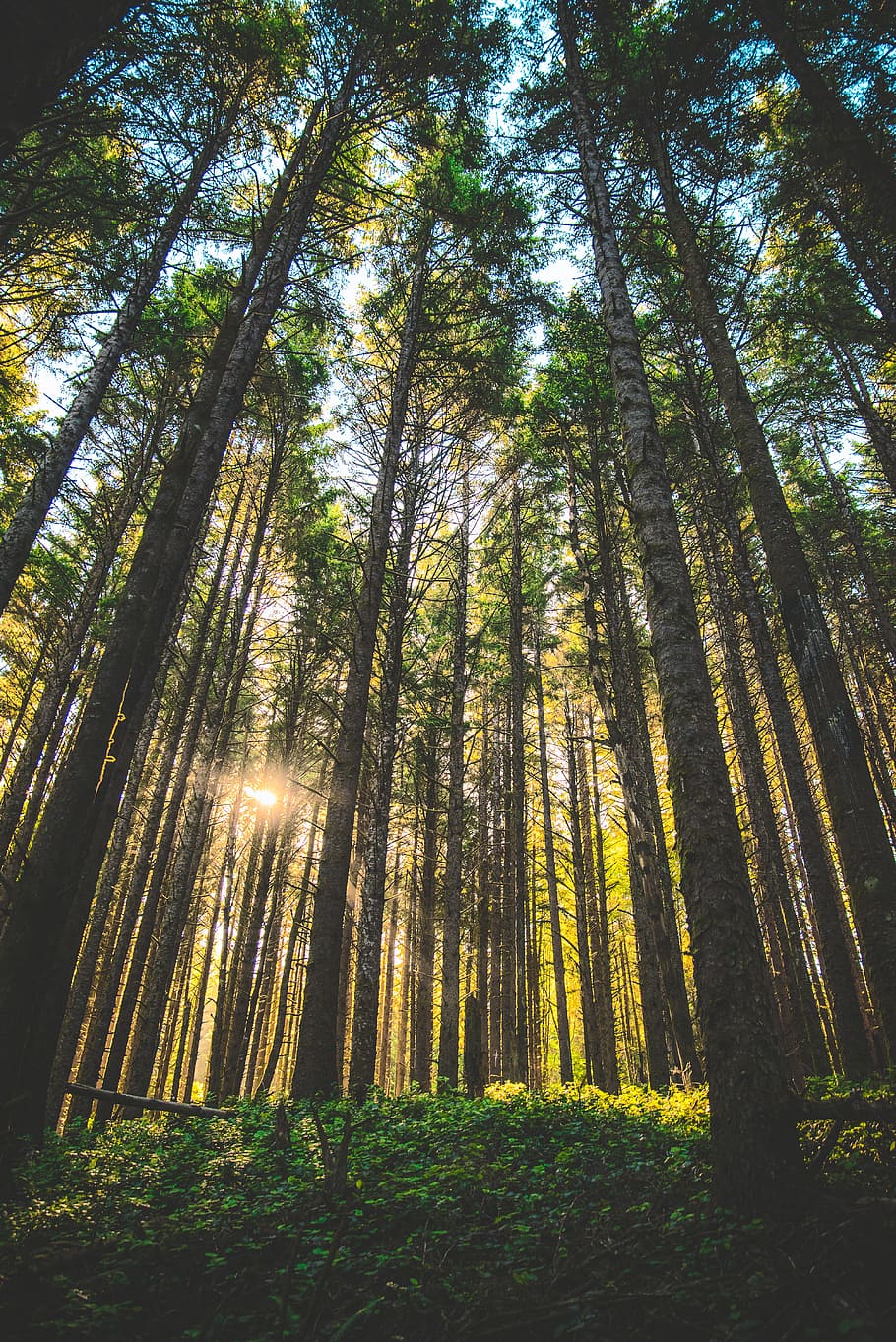 low-angle view photography of trees in forest, plant, green, sunlight HD wallpaper