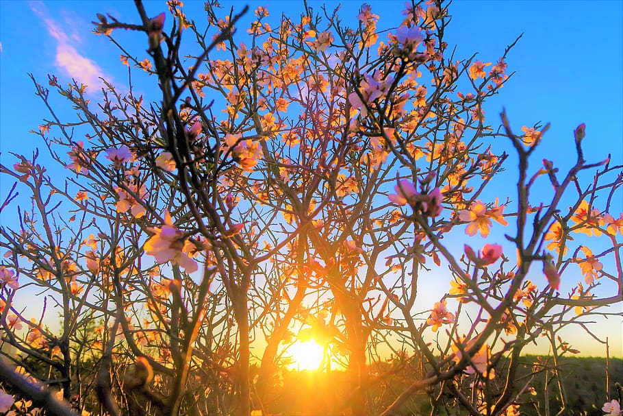 flower, tree, nature, branch, spring, pink, blooming, white HD wallpaper