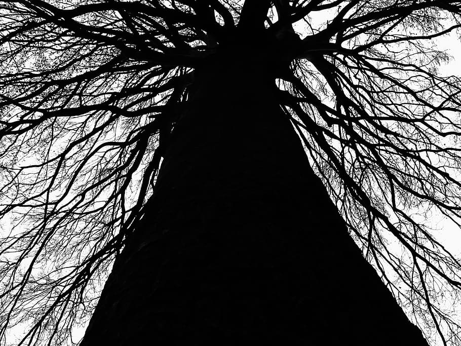 italy, canzo, tree, low angle view, plant, silhouette, no people HD wallpaper
