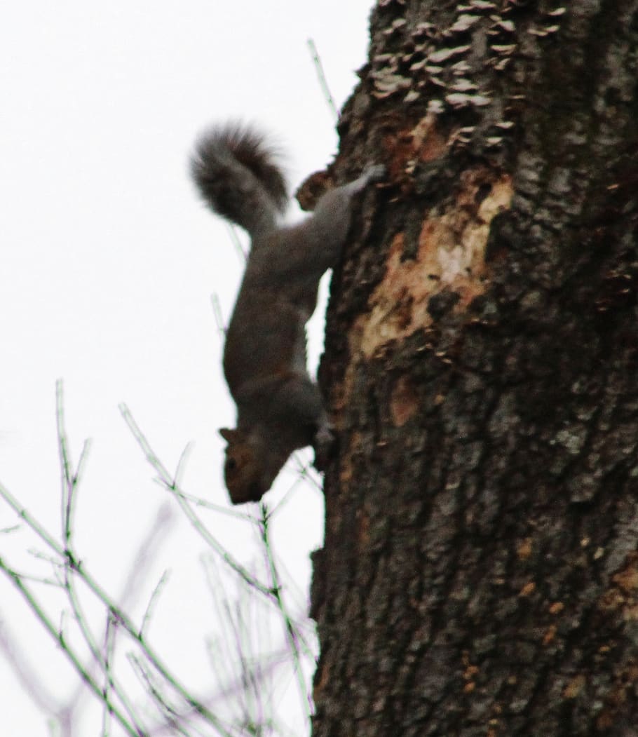 squirrel, tree, plant, trunk, tree trunk, one animal, animal themes HD wallpaper