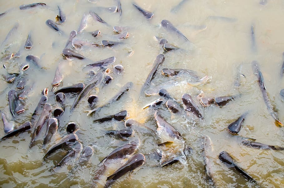 Fish in Chopraya River in Thailand, sea, food, animal, illustration, HD wallpaper