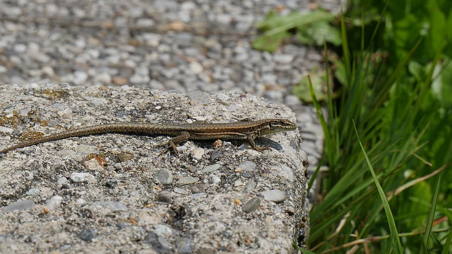 lizard, mountain, nature, reptile, stone, animal, animal themes HD wallpaper