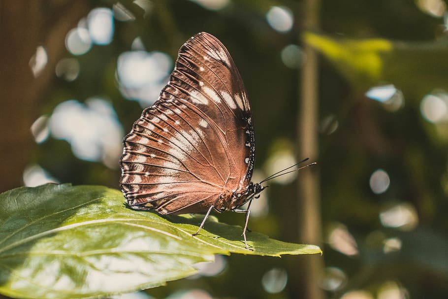 butterfly, tree, leaf, summer, sun, animal wildlife, invertebrate HD wallpaper