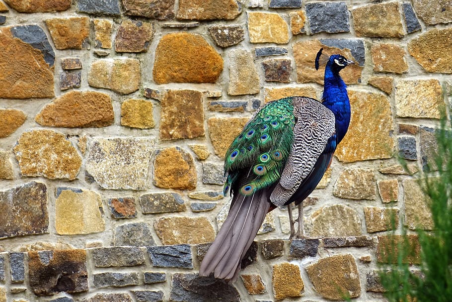 tasmania, lauceston, cataract gorge reserve, peacock, bird, HD wallpaper