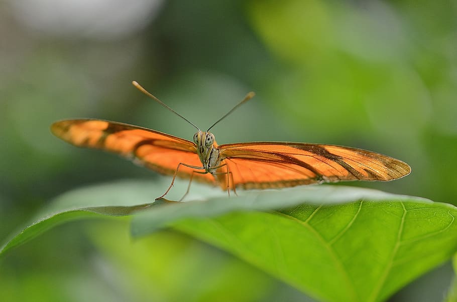 Brown Butterfly on Leaf in Macro Photography, close-up, insect HD wallpaper