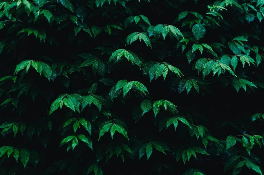 green, leaf, plants, trees, nature, farm, garden, outdoor, green color HD wallpaper