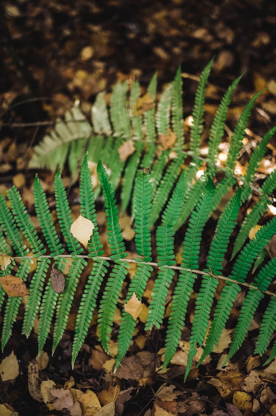 green color, plant, growth, no people, nature, close-up, day HD wallpaper