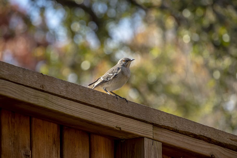bird, wildlife, gray, white, mocking bird, nature, animal wildlife HD wallpaper