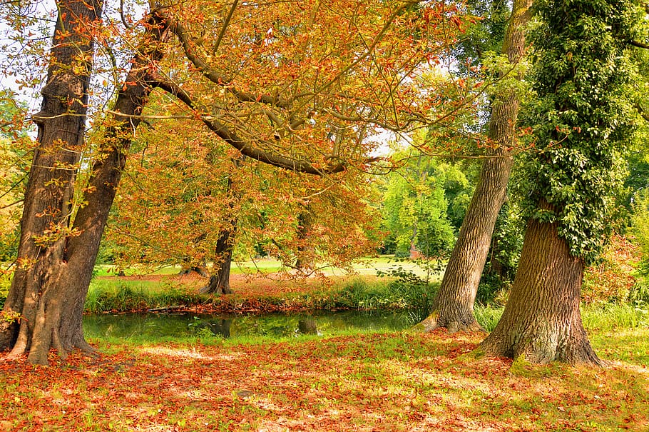 trees, park, nature, leaves, autumn beginning, leaves case HD wallpaper