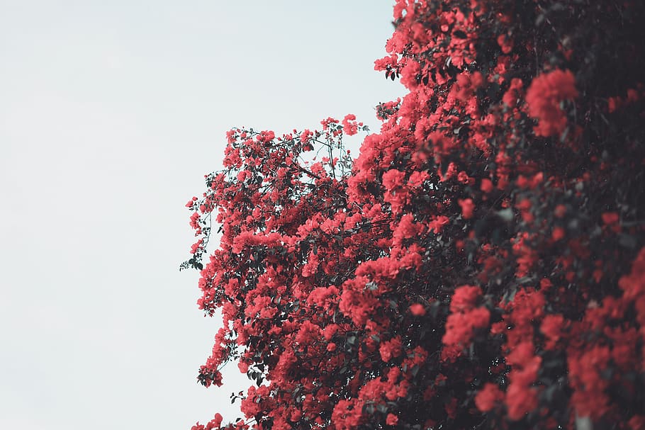 flowers, red, rose, trees, bougainvillea, plant, growth, nature HD wallpaper