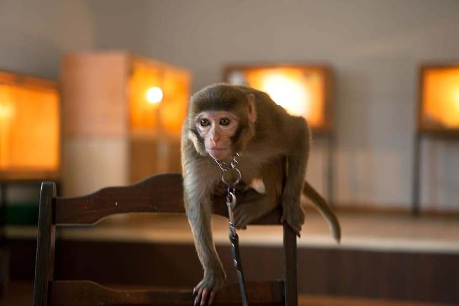 monkey, indoors, closeup, ape, mammal, sitting, brown, creature HD wallpaper