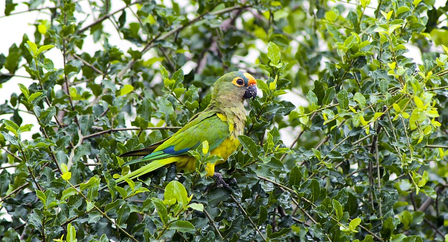 maritaca, bird, nature, encyclopedia, animal themes, animal wildlife HD wallpaper