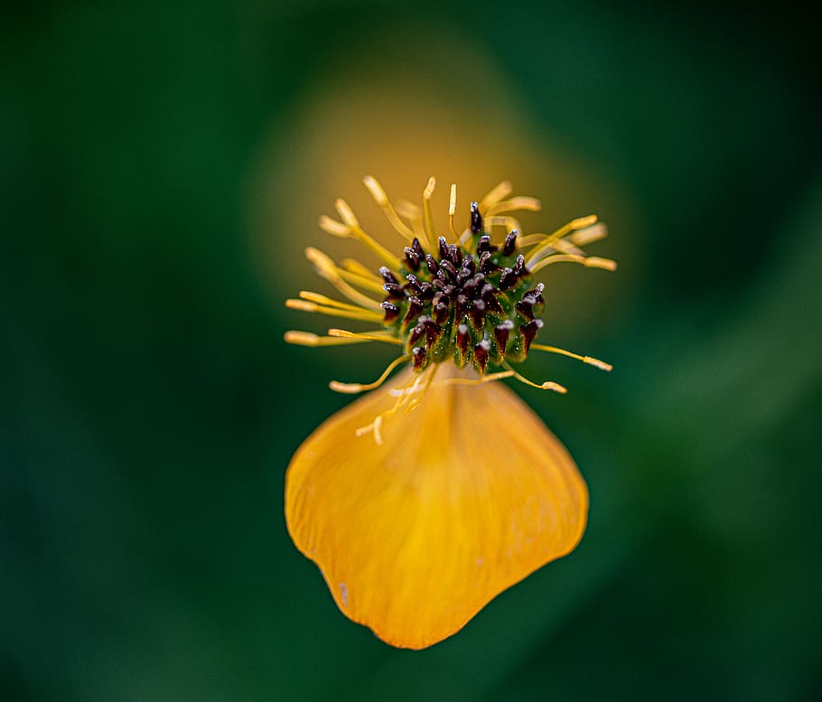 pollen, plant, blossom, flower, bud, sprout, anther, tree, araceae, HD wallpaper