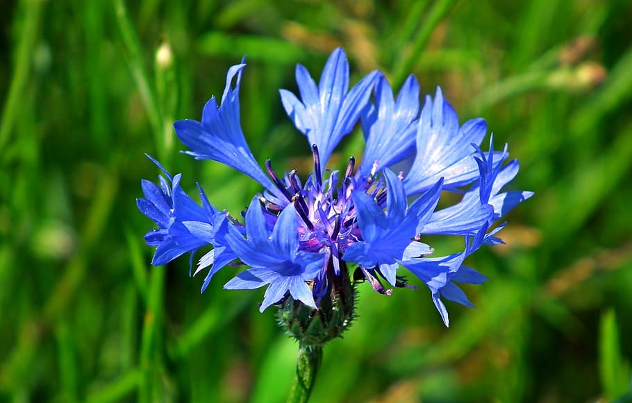 cornflower, meadow, blue, nature, summer, flowering, plant HD wallpaper
