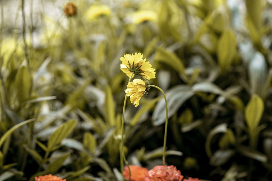 flowers, nature, spring, romantic, garden, beauty, summer, love HD wallpaper
