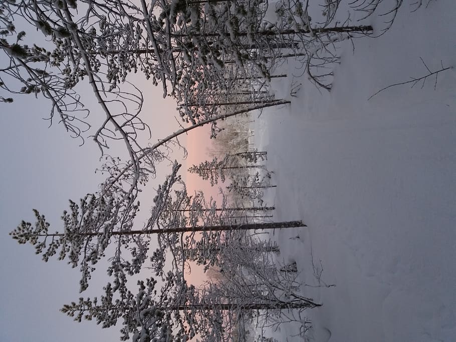 sweden, kangos, tree, plant, beauty in nature, tranquility HD wallpaper