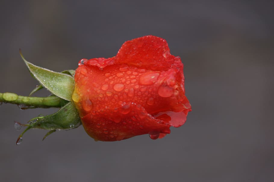 red, rose, water, drops, bud, close-up, beauty in nature, freshness HD wallpaper