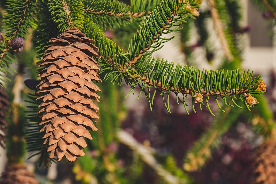 Shallow Focus Photography of Brown Pine Cone, blur, close-up HD wallpaper