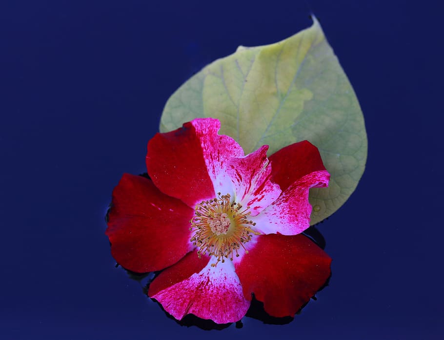 rose, red, white, flower, water, waterline, flowering plant HD wallpaper
