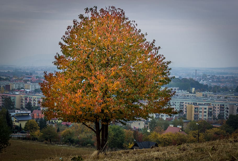 polska, bielawa, tree, fall, autumn, architecture, plant, building exterior HD wallpaper
